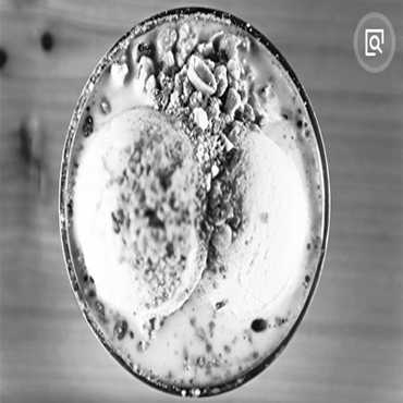 金木槿炒酸奶怎么制作的呢