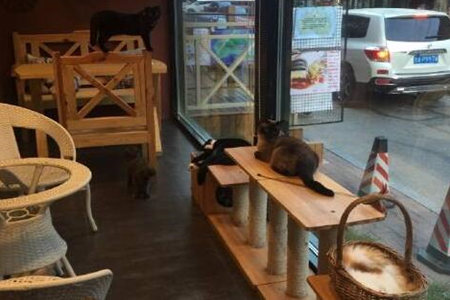 猫的理想国加盟店