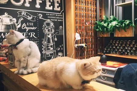 catffee猫咖啡加盟店